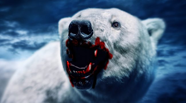 images of polar bears eating