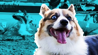How Running In The National Corgi Derby Helped Heal A Deep Wound