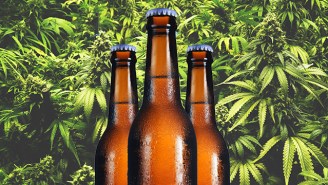 What Are Cannabis Terpenes And Why Are Brewers Adding them To Beer?