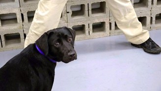 The CIA Fired Lulu, A Sniffer Dog In-Training Who Was Ultimately Adopted, And Everyone Loves Her