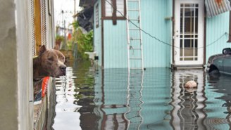 Thousands Of Puerto Ricans Must Leave Their Pets Behind Due To A Federal Ban Enforced By Airlines