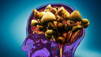 Science: Magic Mushrooms May Help Depression By ‘Resetting’ The Brain