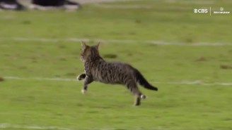 Tony Romo Doing Color Commentary For A Cat On The Field Was The Best Part Of Thursday Night Football