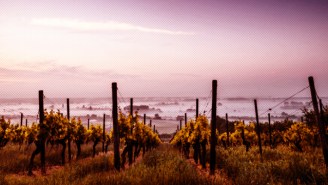 There’s Never Been A More Important Time To Visit California Wine Country