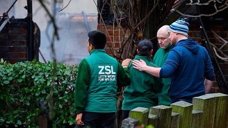 A Massive Fire At The London Zoo Results In The Death Of A Cherished Aardvark
