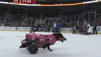 A Minor League Hockey Team Held A Wiener Dog Race On The Ice And It Was Fantastic