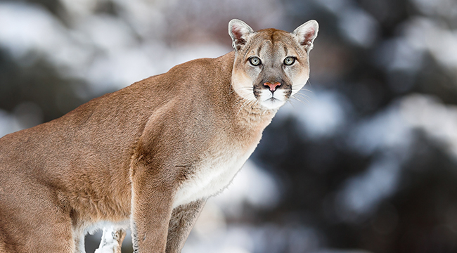 Eastern hotsell puma endangered