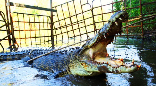 How The 'Monster Croc Wrangler' Saves Crocs In Australia