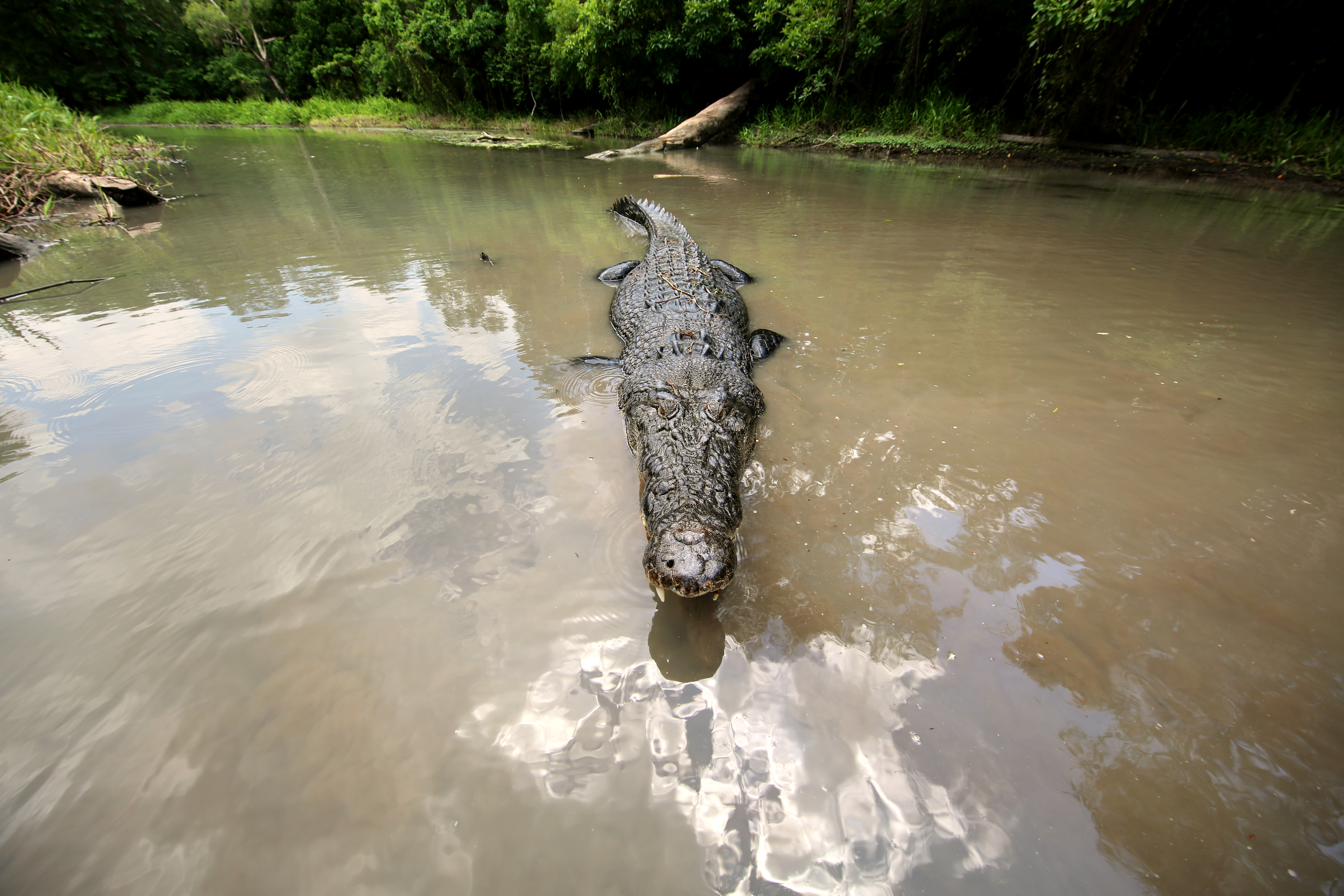 Croc v. Chopper  Monster Croc Wrangler 