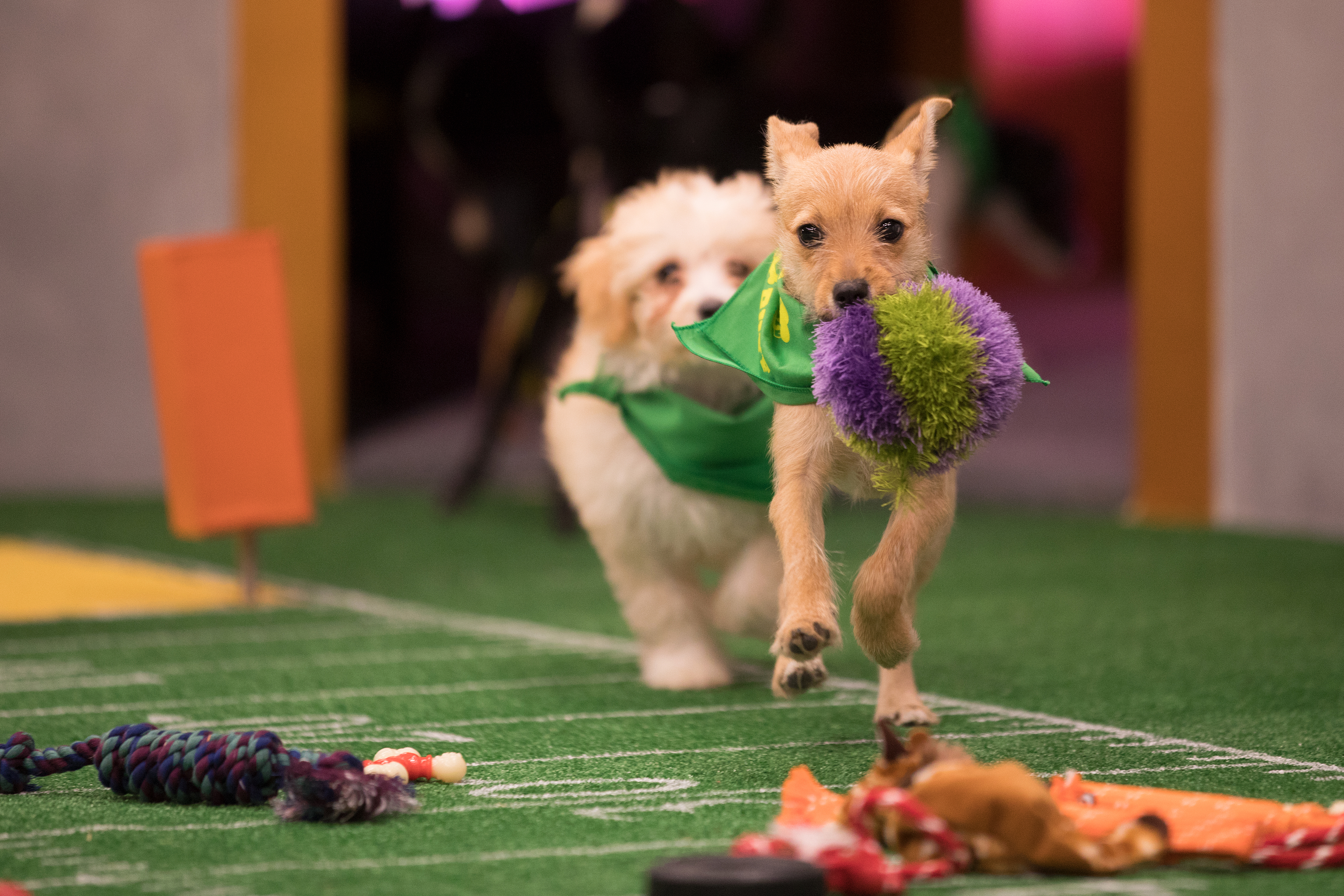 The 'Puppy Bowl' Ref Shares Behind The Scenes Stories Of Dog Adoption