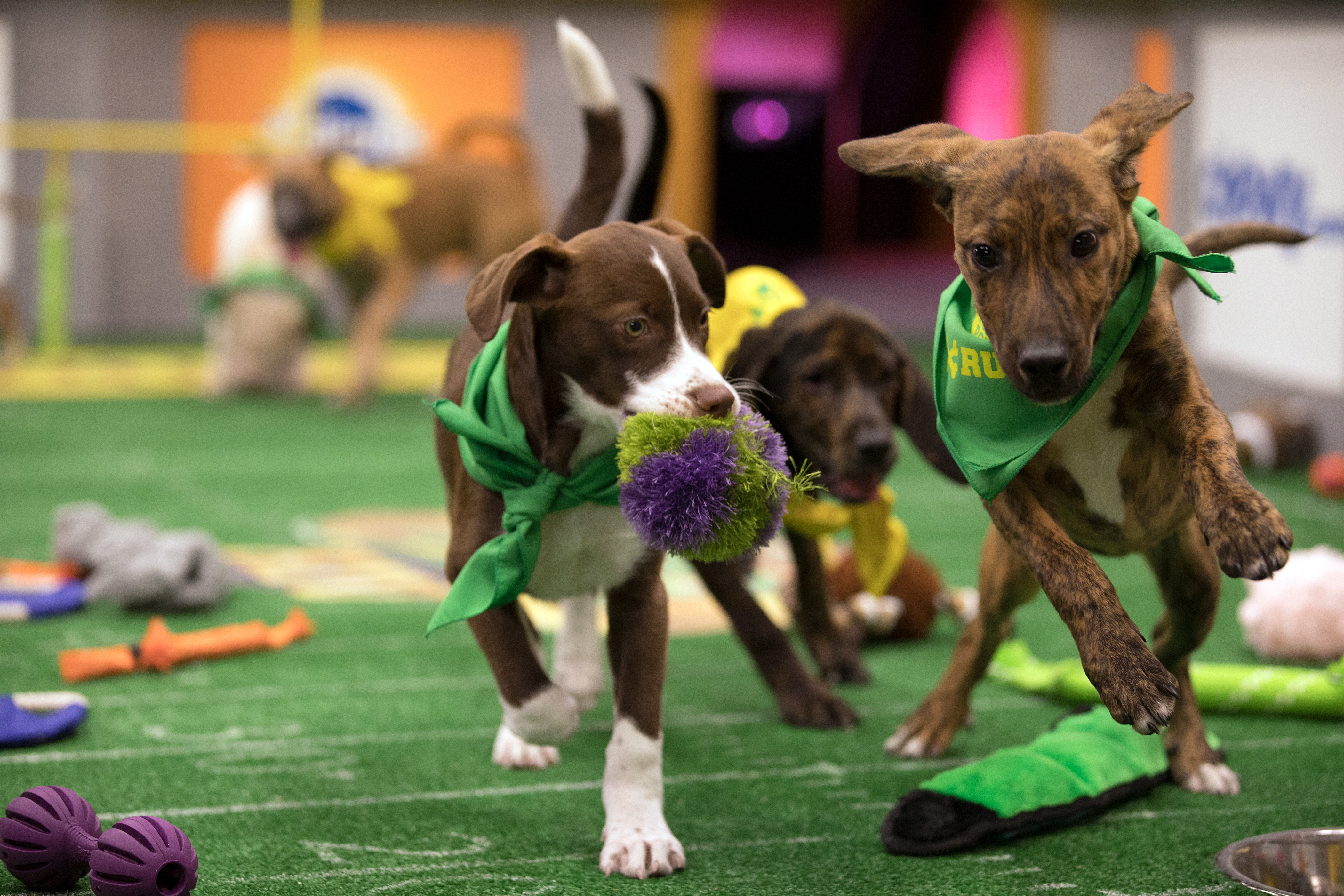 The 'Puppy Bowl' Ref Shares Behind The Scenes Stories Of Dog Adoption