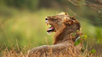 A Suspected Poacher Was Killed And Eaten By Lions In South Africa