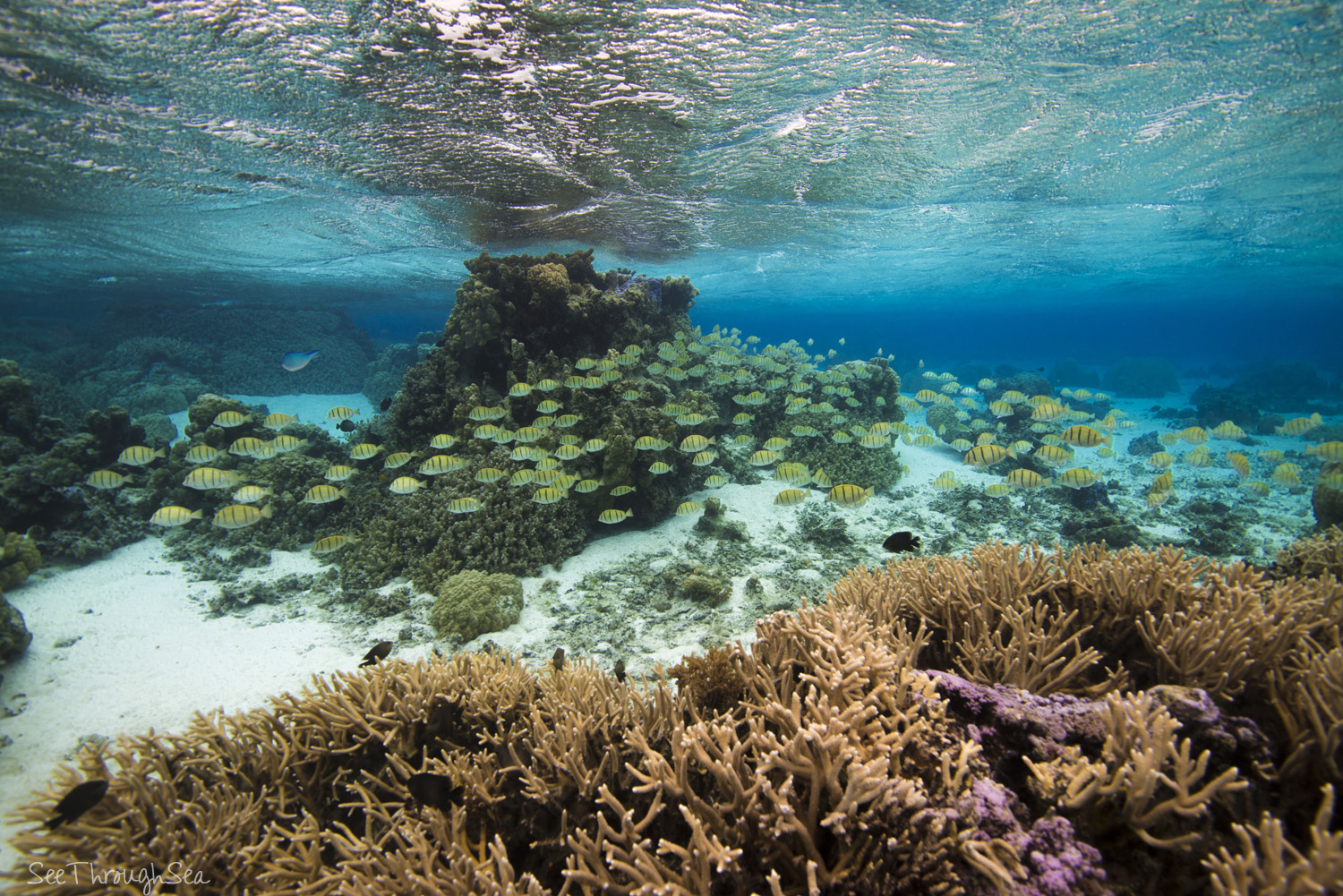 Meet A Photographer Who Shares The Beauty Of Hawaii From Underwater