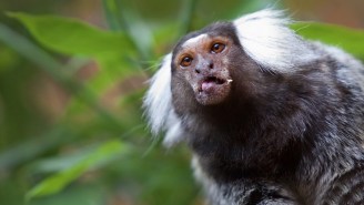 Monkeys Tripping Out On Ayahuasca May Have Stumbled Upon An Effective Treatment For Depression