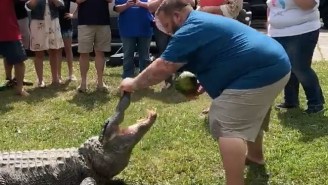 A Louisiana Couple Used A Live Alligator For A Gender Reveal Video