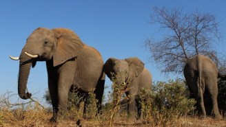The Trump Administration Reverses The Obama-Era Ban On Importing Elephant Trophies