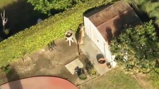 Crisis Was Averted After A Large Mountain Lion Was Found Prowling Around In California Backyards