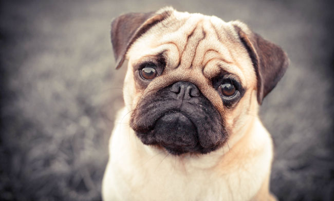 A Man Was Fined For A Hate Crime By Filming His Pug Doing Nazi Salutes