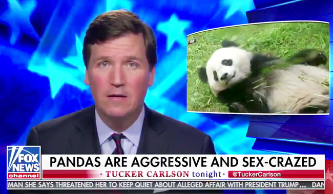 Tucker Carlson Ran A Segment On Sex Crazed Pandas