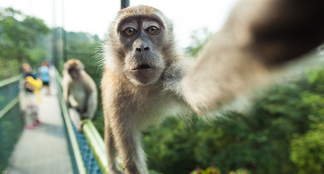 Monkey Selfie: Image Gallery (List View)