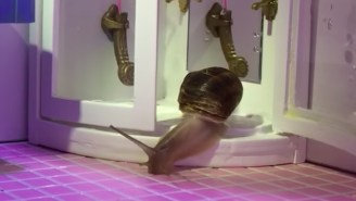 Bully’s Video For ‘Guess There’ Is The Saddest Story About A Snail Ever Told