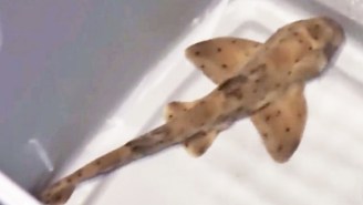 An Apparent Shark Heist Ends With The Police Recovering A Two-Foot Shark For The San Antonio Aquarium