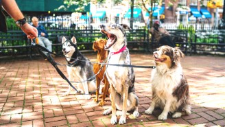 America’s Most Dog-Friendly City Is Perhaps The Last Place You’d Expect