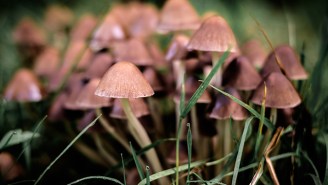 Oakland Is Now The Second City To Decriminalize Magic Mushrooms
