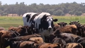 An Enormous Cow From Western Australia Delighted People On Social Media