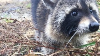These Drunk Raccoons Partied So Hard It Triggered A Rabies Scare In West Virginia