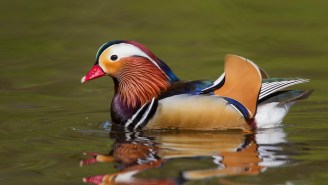 New Yorkers Are Kind Of Freaking Out About The Mysterious Mandarin Duck In Central Park