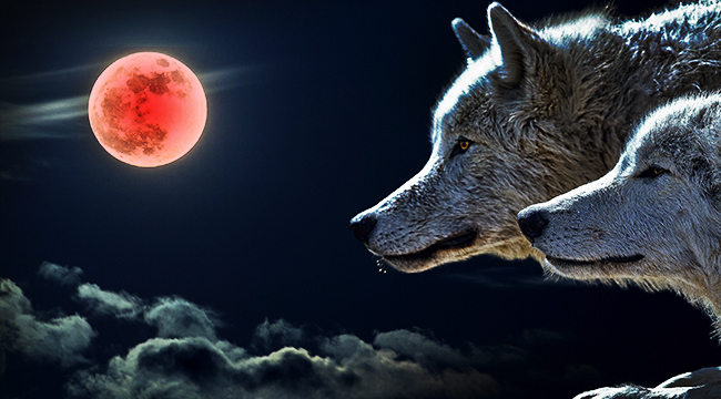 blood moon wolf