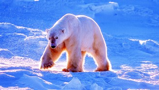 Polar Bears Are Invading A Remote Archipelago In Search of Food