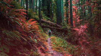 Take A Hike, San Francisco: The Redwoods And The Coastal Cliffs