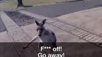A Paraglider Landed In Australia And Was Immediately Attacked By A Kangaroo