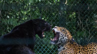 A Jaguar Mauled A Woman Trying To Get An Instagram Selfie At A Zoo
