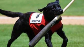 A Minor League Umpire Got Booed For Being A Jerk To A Dog