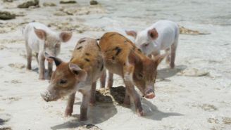 A Wild Anti-Gun Control Tweet Has Everyone Talking About ‘Feral Hogs’