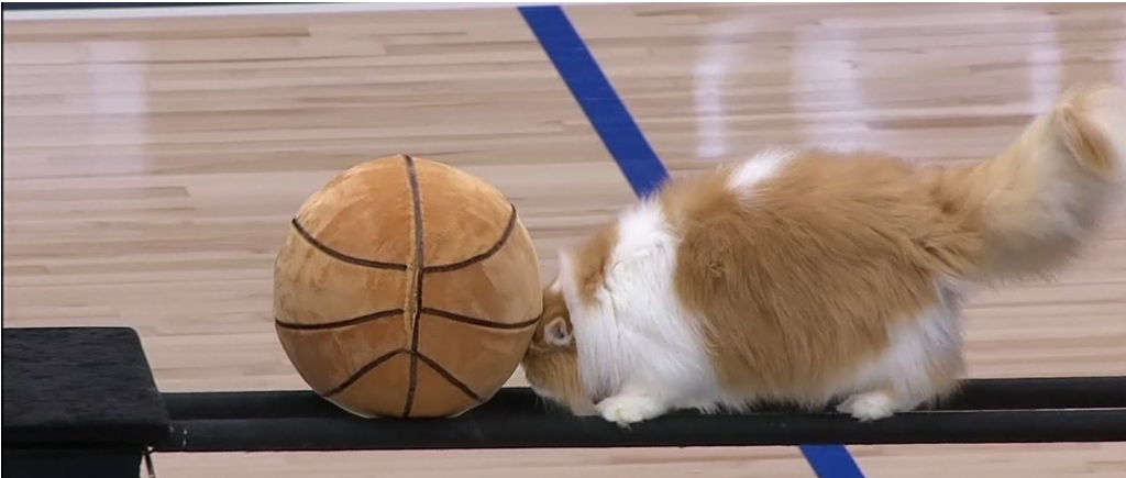 mavs-cat.jpg