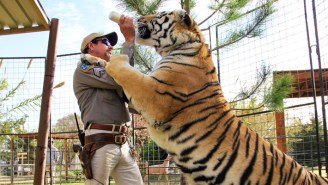 Nearly 70 Big Cats Were Seized From The Former ‘Tiger King’ Park, Which Was Operating Without A License