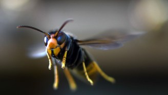Murder Hornet Hunters Are Apparently Rushing To Find Them Before ‘Slaughter’ Season