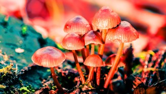 Canada Is Allowing Terminal Cancer Patients To Take Magic Mushrooms
