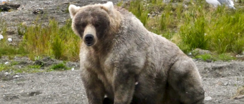fat-bear-2.jpg