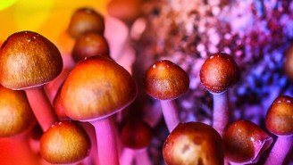 Ann Arbor Joins The List Of Cities Decriminalizing Magic Mushrooms