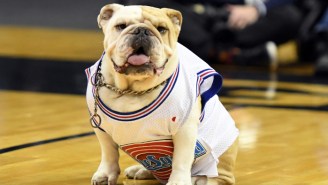 The Heat Will Have ‘COVID Detection Dogs’ Sniff Fans Before Entry To Games