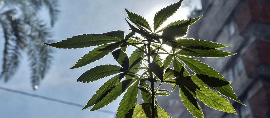 cannabis-weed-top.jpg