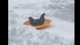Look At This Sledding Chicken