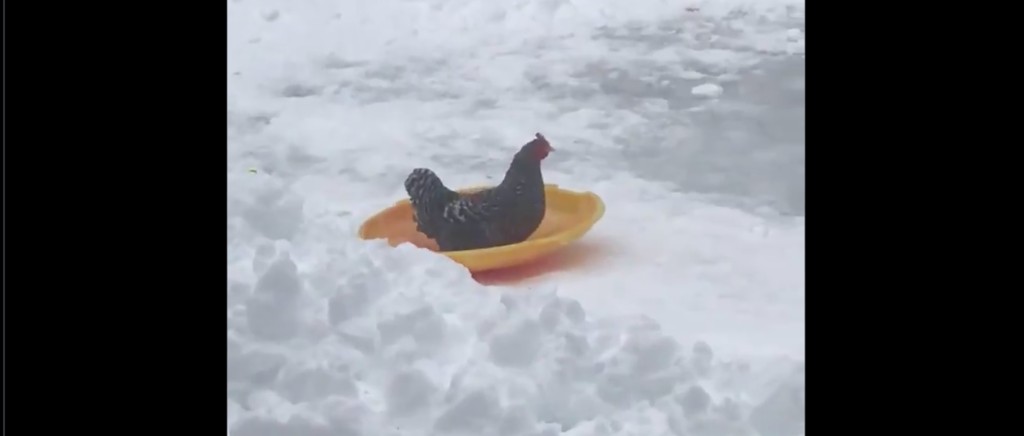 sledding-chicken.jpg