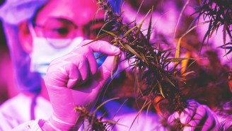 A Cannabis Scientist Teaches You Everything You Need To Know About Terpenes