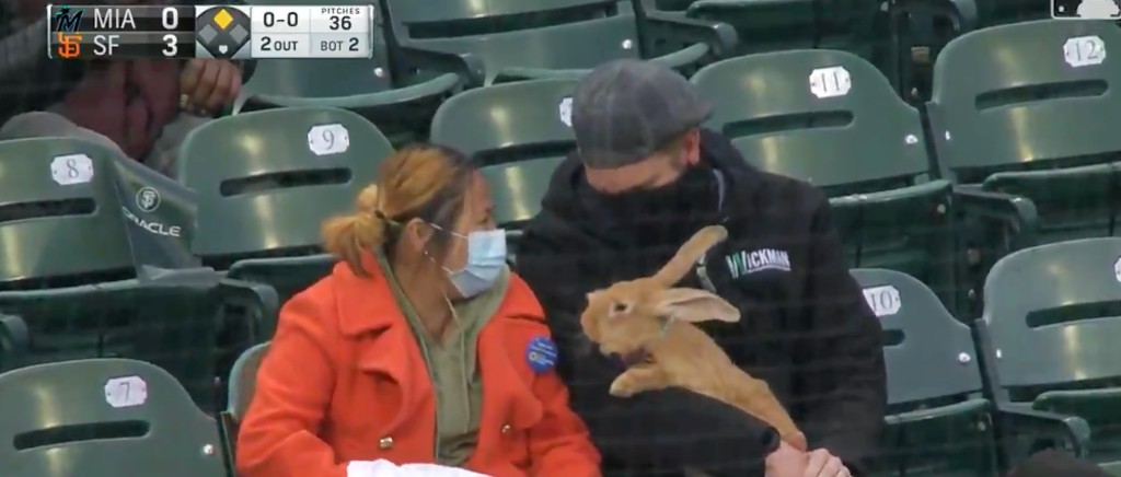 A San Francisco Giants Fan Brought Their Very Large Therapy Bunny To A Game  - GoneTrending